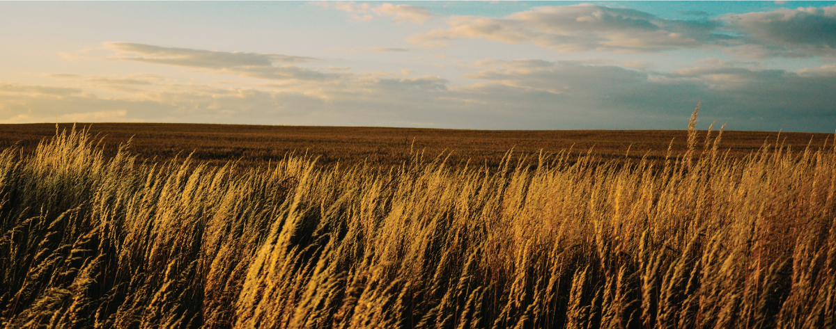 Wheat land